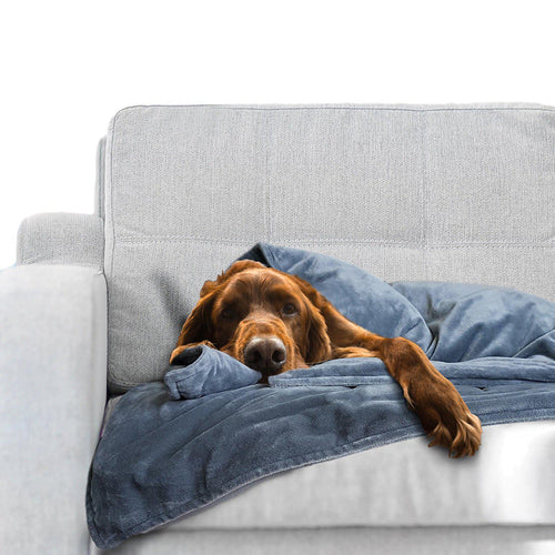 Weighted blanket and dogs new arrivals